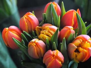 Beautiful new bundle of orange tulips