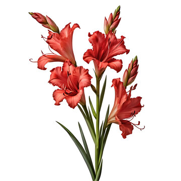 Gladiolus image isolated on a transparent background PNG photo