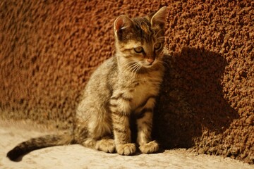 Striped kitten sitting on a stone floor on a sunny day, sunlight and shadow, little tabby cat...