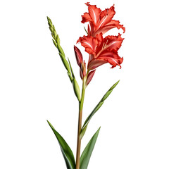Gladiolus image isolated on a transparent background PNG photo