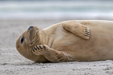 Kegelrobbe auf Helgoland