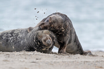 Kegelrobben auf Helgoland