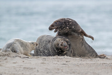 Kegelrobben auf Helgoland