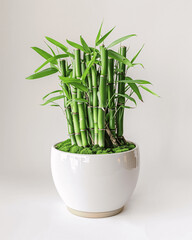 Indoor Bamboo Plant in Stylish White Ceramic Pot