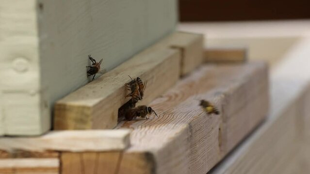 Forest honey beekeeper colony nest