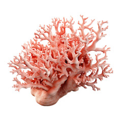 Coral isolated isolated on transparent or white background