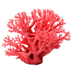 Coral isolated on transparent or white background