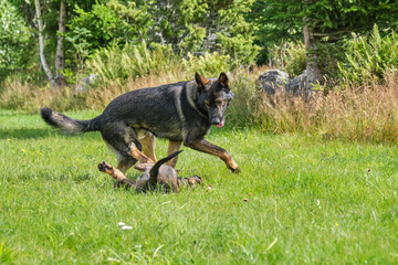 Gray German Shepherds and Gray German Shepherd puppies playing in a meadow in summer on a sunny day in Skaraborg Sweden