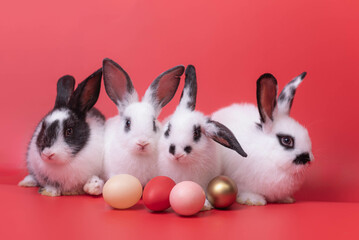 Four rabbits, white and black, crouched next to four multi-colored eggs. Staring at the eggs on the red background It's a cute pet.