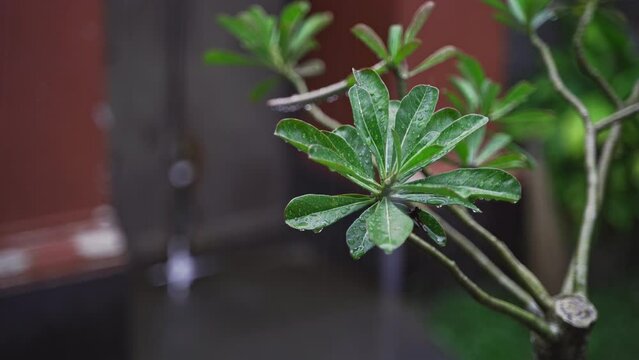 The Adenium's Leaves hit by raindrops during rainy season with bokeh background and copy space