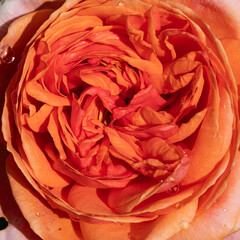 Blüte einer roten Rose mit Regentropfen