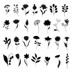 Set of flowers and branches in minimalistic style, hand drawn. Vector silhouette of plants. Floristic brushes. 