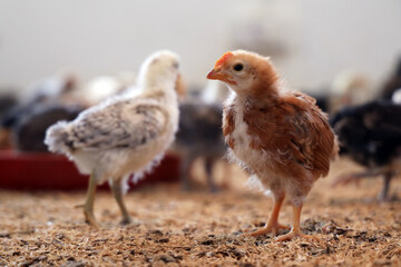 Colorful Chicken Chicks at the Poultry Farm. 
