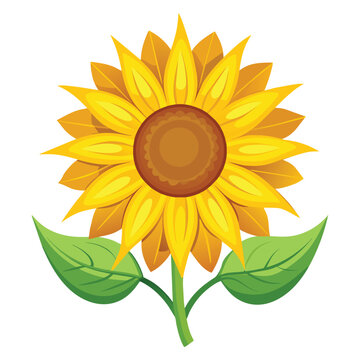 Vector of illustration sunflower on white