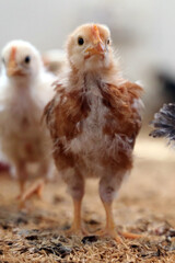 Colorful Chicken Chicks at the Poultry Farm. 