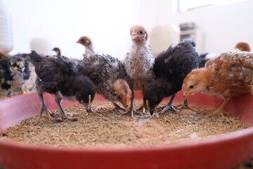 Colorful Chicken Chicks at the Poultry Farm. 