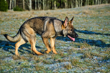 Gray German Shepherds and Gray German Shepherd puppies playing in a meadow in summer on a sunny day in Skaraborg Sweden