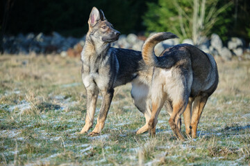 Gray German Shepherds and Gray German Shepherd puppies playing in a meadow in summer on a sunny day in Skaraborg Sweden