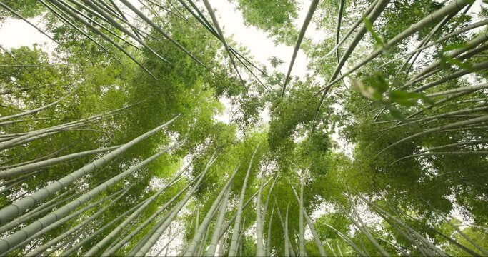 Low angle, bamboo trees and green in nature, Japanese jungle or garden with leaves and environment. Earth, landscape in Japan with greenery, foliage and reed plants in natural background or location