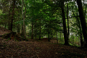 Fototapeta premium Dunalastair Estate, scottish highlands
