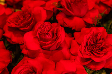 Closeup of some red roses 