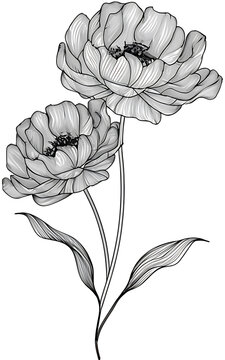 A minimalist, artistically rendered image of a small bouquet of flowers using simple, single lines. Emphasize the beauty of the flowers with graceful, flowing lines, while keeping the overall style cl