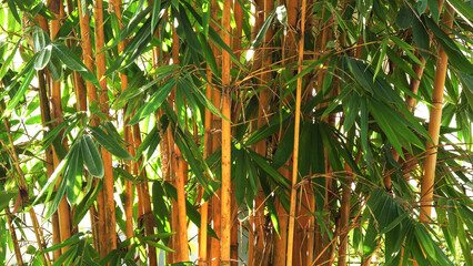 Thickly grown yellow bamboo plants