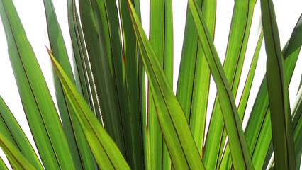 Closeup of palm plant leaves