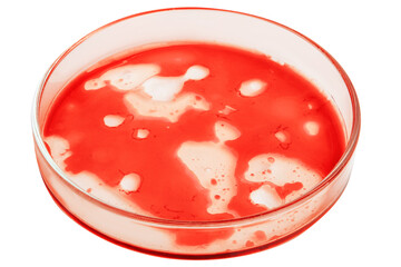 Petri dish with bloody red liquid. On a blank background