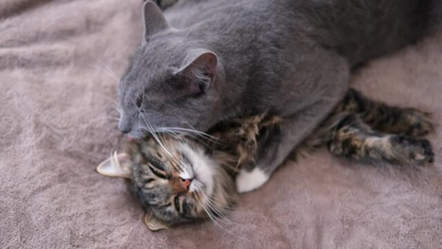 Adorable video with tender moments of interaction between two gray striped cats. 2 feline groom each other's paws, faces, and cuddle. Warmth and coziness of family bonds. Friendship our beloved pets