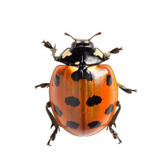 Ladybug isolated on a white background. With clipping path.