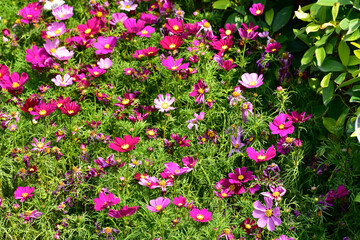 Close up of Garden Cosmos in the garden with sunlight. Pink and red garden cosmos flowers blooming Background. Nature and flower background. Flower and plant.