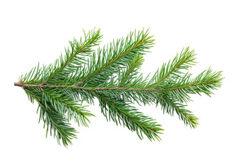 Branch of a Pine Tree. A pine tree branch with needles and cones isolated on a plain Transparent background.