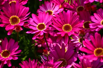 Fotobehang Close up of pink daisy flowers in the garden with sunlight. Pink Daisy flowers blooming Background. Nature and flower background. Flower and plant. © HO