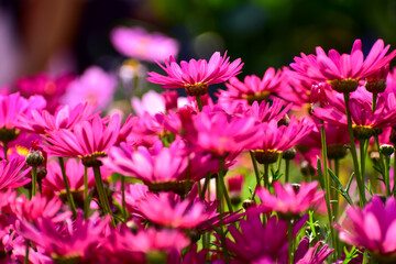 Obraz premium Close up of pink daisy flowers in the garden with sunlight. Pink Daisy flowers blooming Background. Nature and flower background. Flower and plant.
