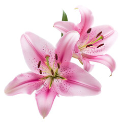 Two pink lily flowers. Isolated on a white background. With clipping path.