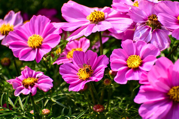 Close up of Garden Cosmos with the bee on it. Pink garden cosmos flowers blooming in the garden....