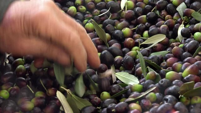 Manual cleaning of the olives from the leaves: hand-picking the olives
