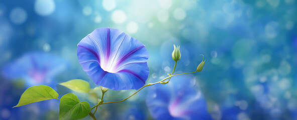 Wilec - Ipomoea, letnie niebieskie kwiaty makro. Rośliny pnące