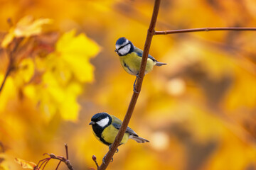 two birds tit and lapis lazuli sitting on branches a tree with golden foliage on a sunny autumn day