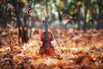 two birds of a tit fly by a violin standing in a park with golden foliage on a sunny autumn day