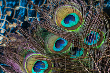 Peacock feathers in the light
