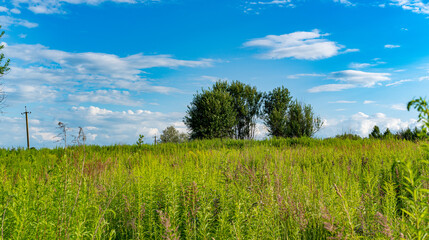 Fototapeta premium A green field under a blue sky.