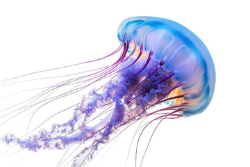 Blue and Purple Jellyfish Floating in the Water. A blue and purple jellyfish gracefully floats in...