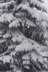 evergreen tree branches  with snow. winter weather..