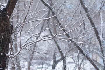 snowy day, tree branches with snow.