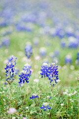 bluebonnets in field