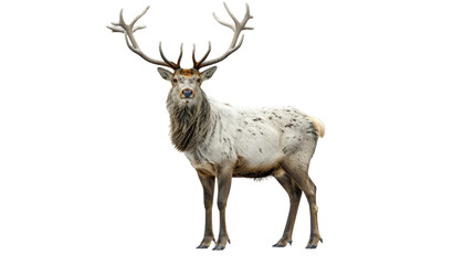 White Deer With Antlers on White Background