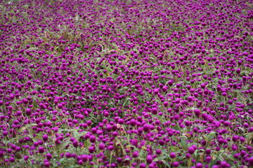 Globe Amaranth flowers, Scene from flower filed, Gundalpett, Karnataka, India