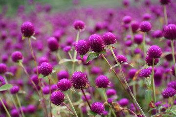 Globe Amaranth flowers, Scene from flower filed, Gundalpett, near Mysore, Karnataka, Indai